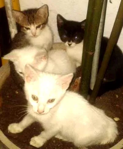 Gato ra a SRD idade Abaixo de 2 meses nome Jessica, Jennifer, 
