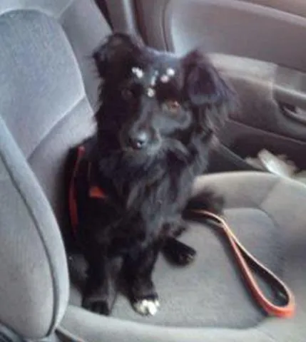 Cachorro ra a peluda pequena idade 2 anos nome Luisa