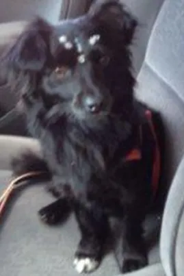 Cachorro ra a peluda pequena idade 2 anos nome Luisa