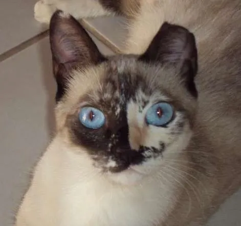 Gato ra a siamês idade 2 anos nome belinha