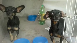 Cachorro raça Pinschers Mix idade 4 anos nome Bebê e Neném