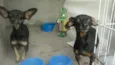 Bebê e Neném