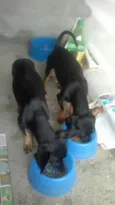 Bebê e Neném