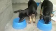 Bebê e Neném