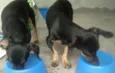 Bebê e Neném