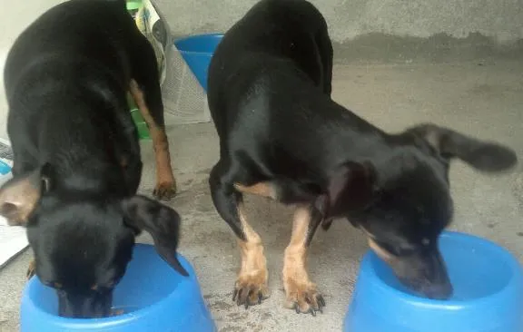 Cachorro ra a Pinschers Mix idade 4 anos nome Bebê e Neném