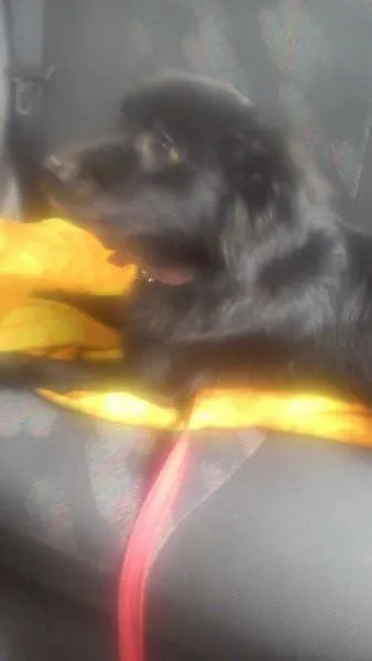 Cachorro ra a vira lata idade 1 ano nome Pipoca