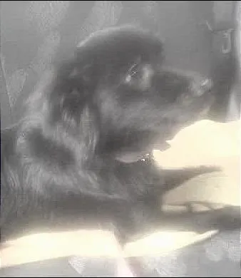 Cachorro ra a vira lata idade 1 ano nome Pipoca