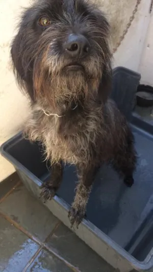 Cachorro raça SRD idade 2 anos nome Stephen