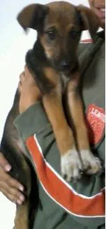 Cachorro ra a Labrador idade 2 a 6 meses nome PIPOCA