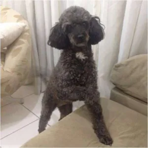 Cachorro raça Poodle idade 6 ou mais anos nome Jully GRATIFICA