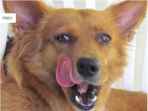 Cachorro raça Diversos idade  nome Lindos cãezinhos