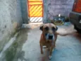 Léo