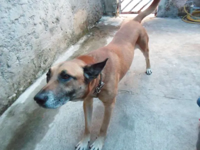 Cachorro ra a Indefinida idade 3 anos nome Léo