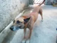 Léo