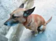 Léo