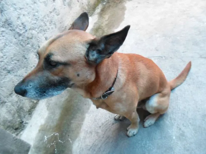 Cachorro ra a Indefinida idade 3 anos nome Léo