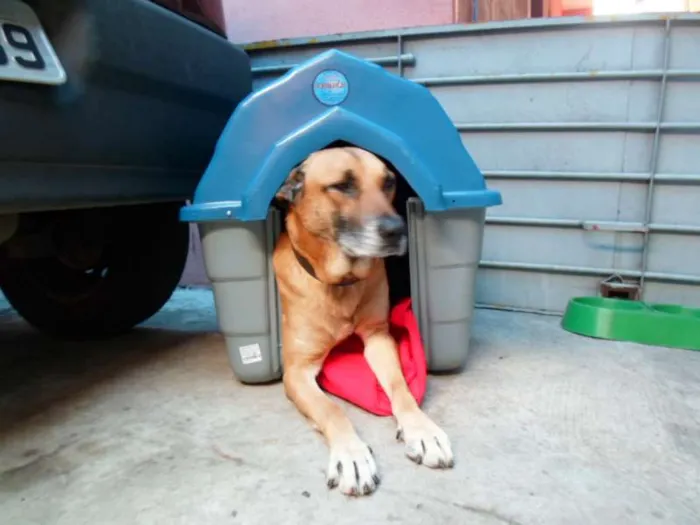 Cachorro ra a Indefinida idade 3 anos nome Léo