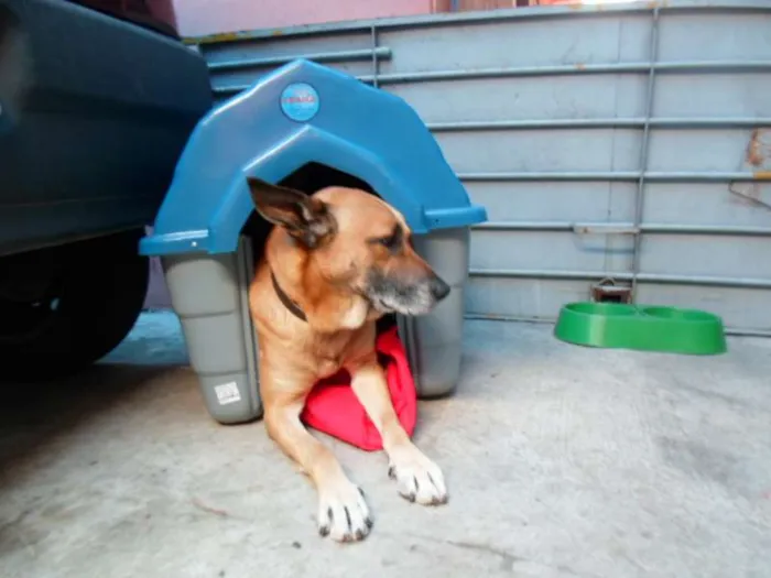 Cachorro ra a Indefinida idade 3 anos nome Léo