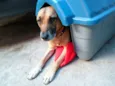 Léo
