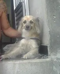 Cachorro ra a  idade 5 anos nome Cindy