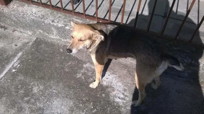 Cachorro ra a Indefinida idade 3 anos nome Bitoca