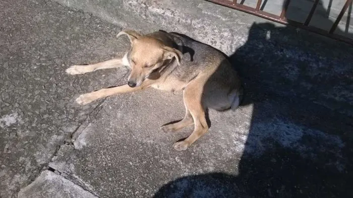 Cachorro ra a Indefinida idade 3 anos nome Bitoca