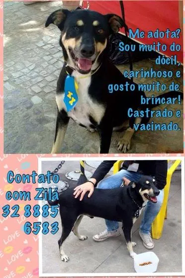 Cachorro raça srd idade 2 anos nome half