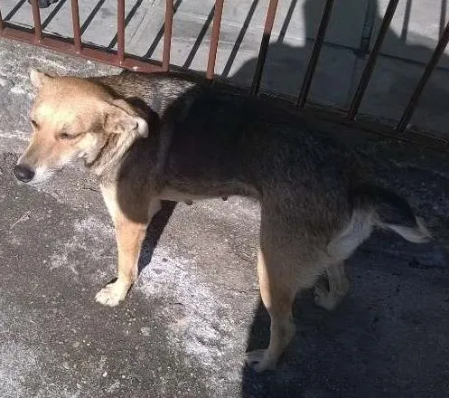 Cachorro ra a Indefinida idade 3 anos nome Bitoca