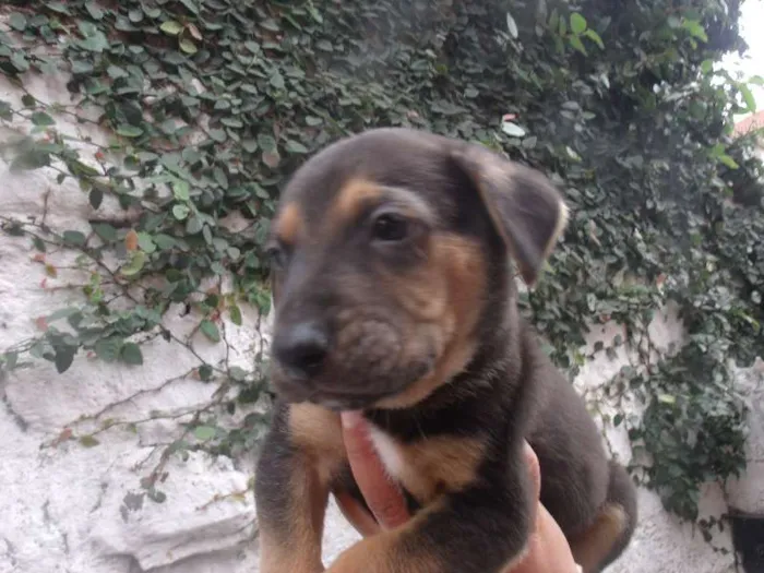 Cachorro ra a SRD idade  nome Jordy