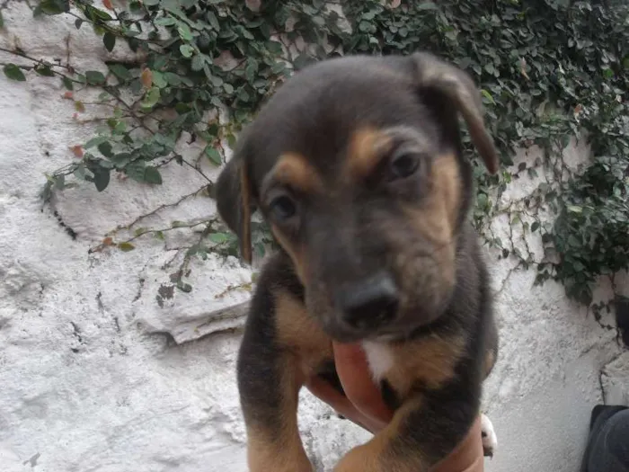 Cachorro ra a SRD idade  nome Jordy