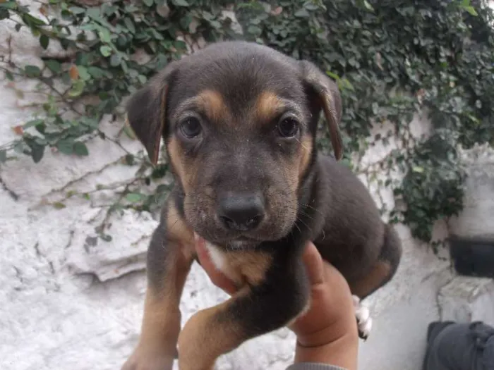 Cachorro ra a SRD idade  nome Jordy