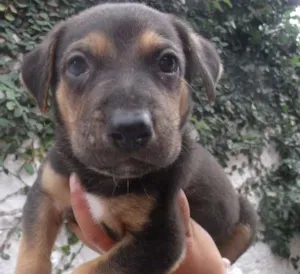 Cachorro raça SRD idade  nome Jordy