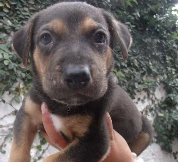Cachorro ra a SRD idade  nome Jordy