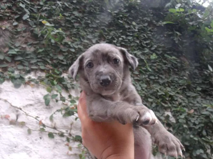 Cachorro ra a SRD idade Abaixo de 2 meses nome CAROL