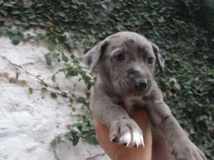 Cachorro ra a SRD idade Abaixo de 2 meses nome CAROL