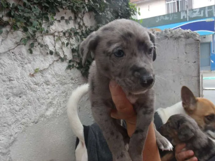 Cachorro ra a SRD idade Abaixo de 2 meses nome CAROL