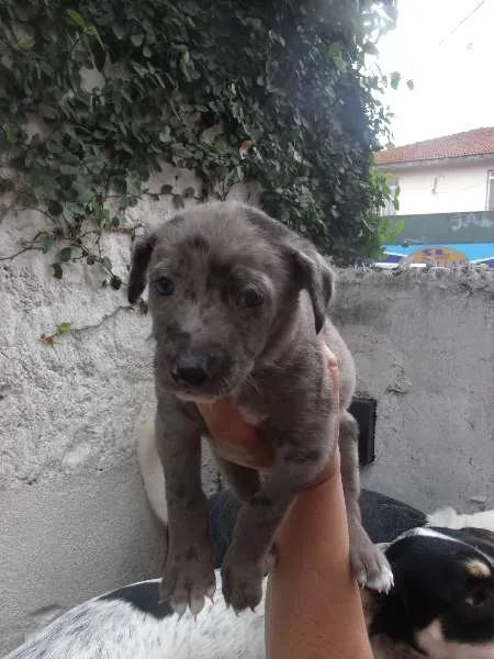 Cachorro ra a SRD idade Abaixo de 2 meses nome CAROL