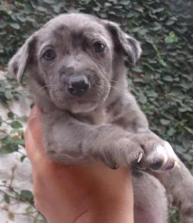 Cachorro ra a SRD idade Abaixo de 2 meses nome CAROL