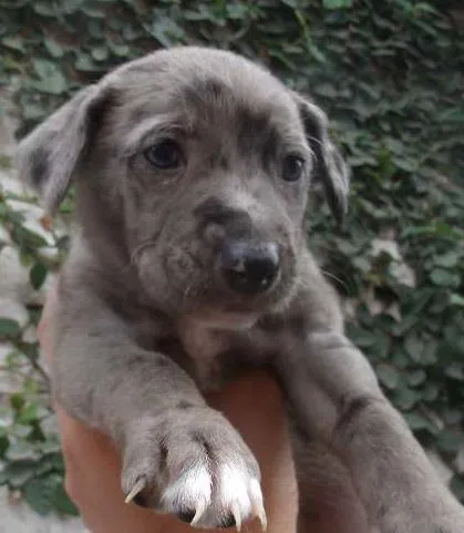 Cachorro ra a SRD idade Abaixo de 2 meses nome CAROL