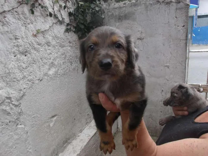 Cachorro ra a SRD idade Abaixo de 2 meses nome Pierry