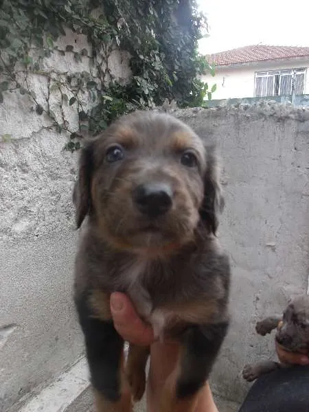 Cachorro ra a SRD idade Abaixo de 2 meses nome Pierry