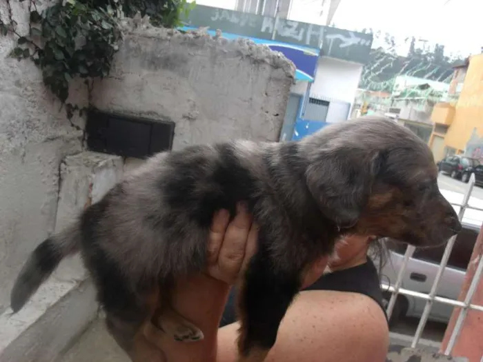 Cachorro ra a SRD idade Abaixo de 2 meses nome Pierry