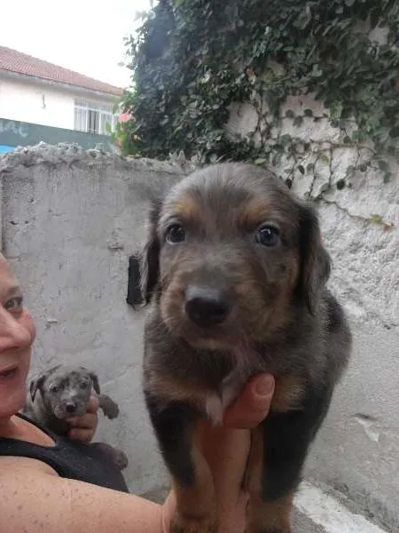 Cachorro ra a SRD idade Abaixo de 2 meses nome Pierry