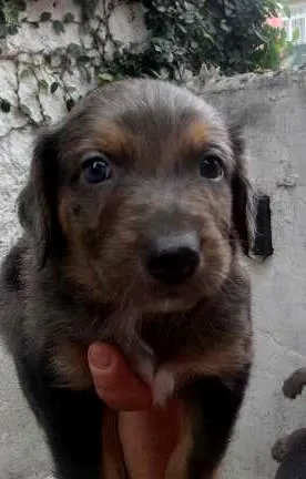 Cachorro ra a SRD idade Abaixo de 2 meses nome Pierry