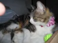 Pretinha