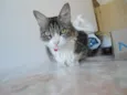 Pretinha