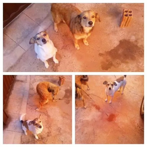 Cachorro ra a FOX E VIRA idade 2 a 6 meses nome IZZY/SOFIA