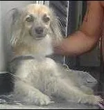 Cachorro ra a  idade 5 anos nome Cindy