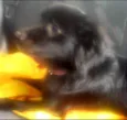 Pipoca